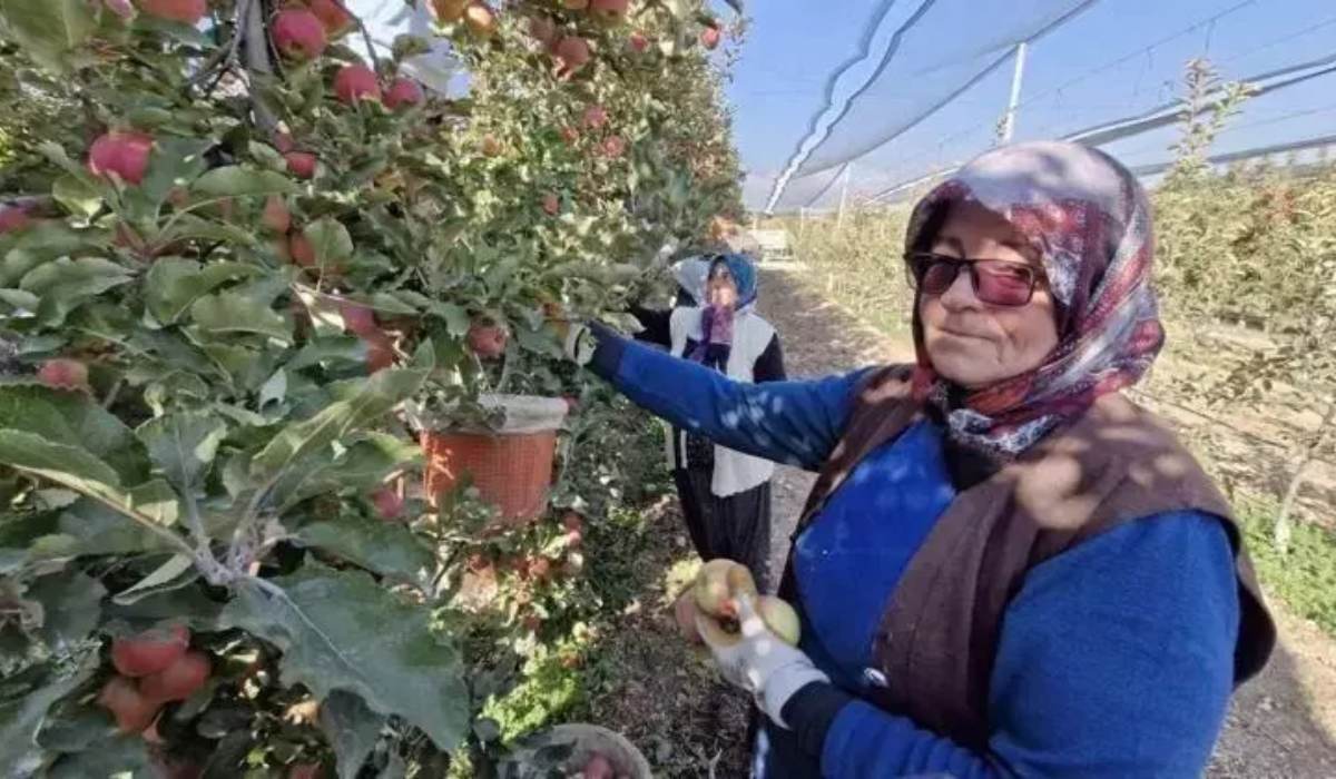 Aydın Dağları’nda rekor hasat! Kalp damarlarını temizleyen en güçlü antioksidan
