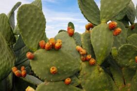 Geleceğin süper gıdası! Hem besleyici hem sürdürülebilir