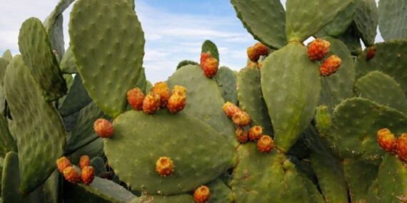 Geleceğin süper gıdası! Hem besleyici hem sürdürülebilir