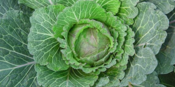 İbrahim Saraçoğlu uyardı: Yiyen gün boyu acıkmıyor, karnı düzleştiriyor!