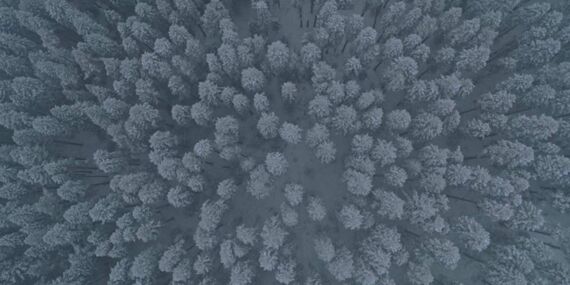 Ilgaz Dağı’ndaki orman dronla görüntülendi: Kar manzarasına bir de havadan bakın!