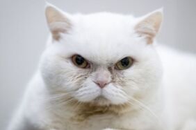 Kalp hastası kedi Lucy'ye özel bakım Stressiz yaşamla sağlığını koruyacak