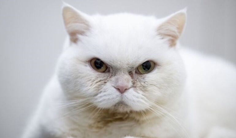 Kalp hastası kedi Lucy'ye özel bakım Stressiz yaşamla sağlığını koruyacak