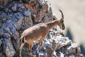 Korum altındaki dağ keçisini avlayıp sucuk yapan şahsa ceza