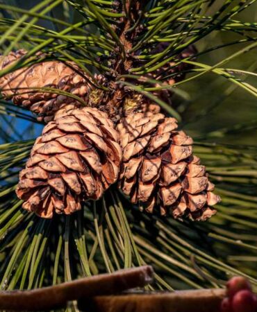 Öksürük krizlerine son! Çam kozalağı şurubu ne işe yarar Çam kozalağı şurubu faydaları nelerdir, nasıl tüketilir