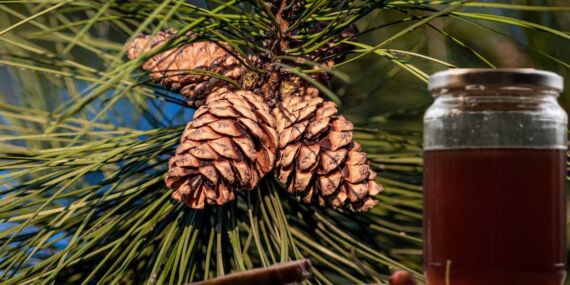 Öksürük krizlerine son! Çam kozalağı şurubu ne işe yarar? Çam kozalağı şurubu faydaları nelerdir, nasıl tüketilir?