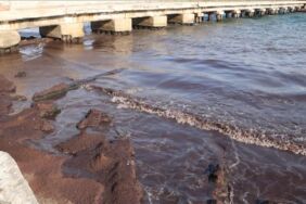 Sahilin bir kısmı kırmızı yosunla kaplandı! 'Zamanla biriken yosunlar...'