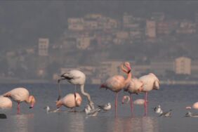 'Şehirli' flamingolar İzmir'in iç körfezinde besleniyor