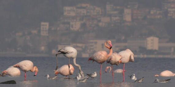 ‘Şehirli’ flamingolar İzmir’in tehlikeli iç körfezinde besleniyor
