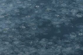 Yurttaşlar endişeli! Müsilaj o sahilde de görüldü