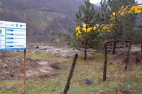 samsun ağaç katliamı