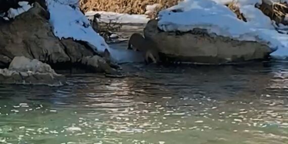 Nesli tükenmek üzere olan hayvan Türkiye’de görüldü!