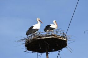 Baharın habercisi leylekler Cuma Ovası'na dönüyor...