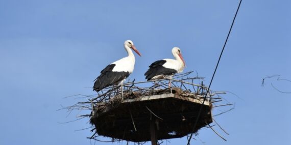 Baharın habercisi leylekler Cuma Ovası’na dönüyor…