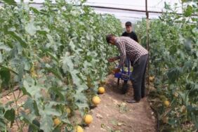 'Bu mevsimde yetişmez' dediler inatla üretti İlk hasatta 2 ton üretim!