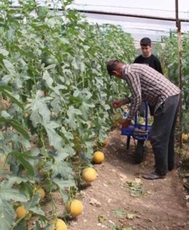 'Bu mevsimde yetişmez' dediler inatla üretti İlk hasatta 2 ton üretim!