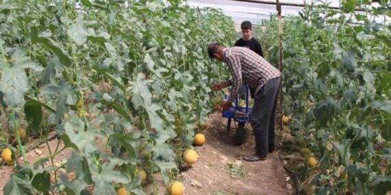 ‘Bu mevsimde yetişmez’ dediler inatla üretti: İlk hasatta 2 ton üretim!
