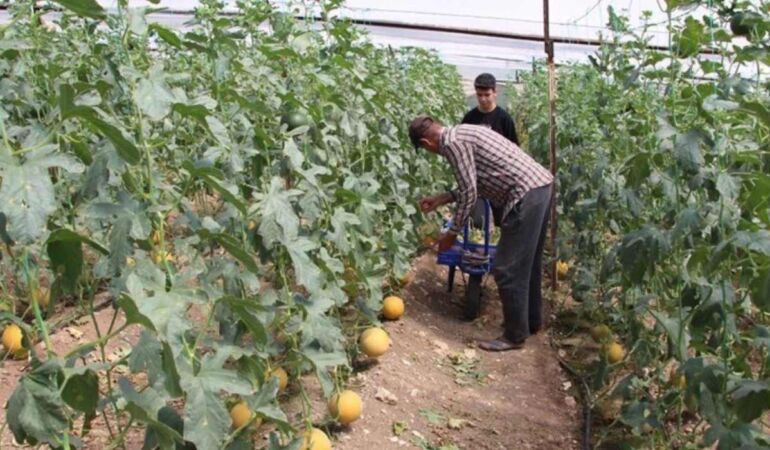 'Bu mevsimde yetişmez' dediler inatla üretti İlk hasatta 2 ton üretim!
