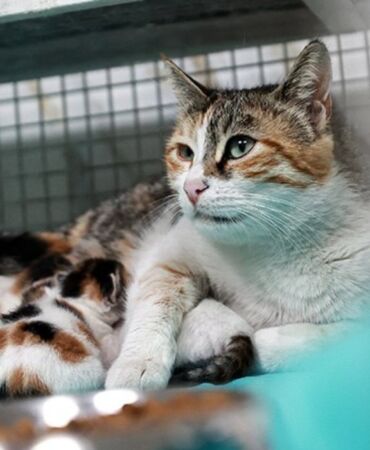 Camiden atılan kedi ile 3 yavrusu koruma altına alındı