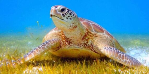 Carettaların çiftleşme dönemi başladı: ‘Rahatsız etmeyin’