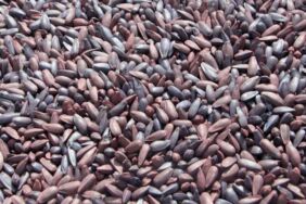 Edirne'li üreticiler, zor yıllardan sonra erken ekime başladı 'Zarar etme lüksümüz yok'