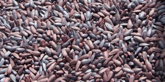 Edirneli üreticiler, zor yıllardan sonra erken ekime başladı: ‘Zarar etme lüksümüz yok’