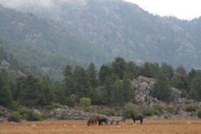 Ekoturizmin Sonu mu Geliyor Ormana’daki Yıkım Kararı ve Doğaya İhanet