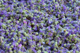 Hatmi çiçeğinin faydaları nelerdir Hatmi çiçeği tüketmenin avantajları ve etkileri