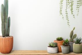 Kaktüs Nasıl Bakılır Kaktüs Yetiştirmenin Püf Noktaları ve Doğru Bakım Yöntemleri