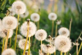 Karahindibanın faydaları nelerdir Karahindiba tüketmenin avantajları ve etkileri