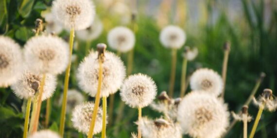 Karahindibanın faydaları nelerdir? Karahindiba tüketmenin avantajları ve etkileri