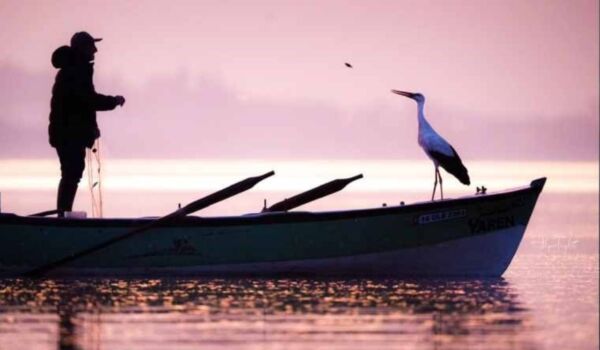 Müjde! Yaren Leylek 14. kez geri döndü Balıkçı Adem ile dostluk devam ediyor...