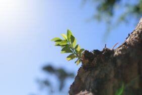 Rüyada fidan görmek ne anlama gelir Yeni başlangıç mı, büyüme mi