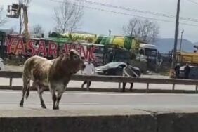 Sahibinin elinden kaçan boğa trafiği birbirine kattı!