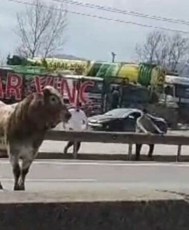 Sahibinin elinden kaçan boğa trafiği birbirine kattı!