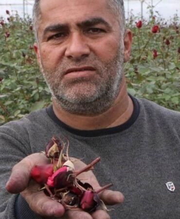 Tanesi 50 lira! Kadınlar Günü için yetiştirilen binlercesi serada kaldı