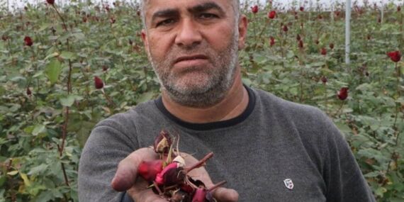 Tanesi 50 lira! Kadınlar Günü için yetiştirilen binlercesi serada kaldı