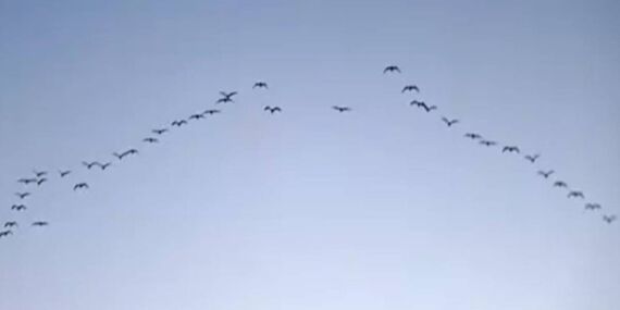 Baharın müjdecisi göçmen kuşlar Bitlis’e akın ediyor!