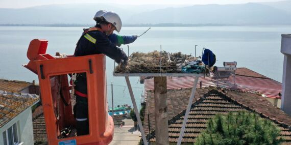Yuvalar hazır: Baharın habercisi leylekler dönüyor!