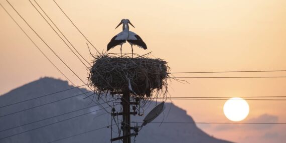 Tunceli’de sıra dışı olay: 6 yıldır göç etmeyen leyleklerin sırrı ne?