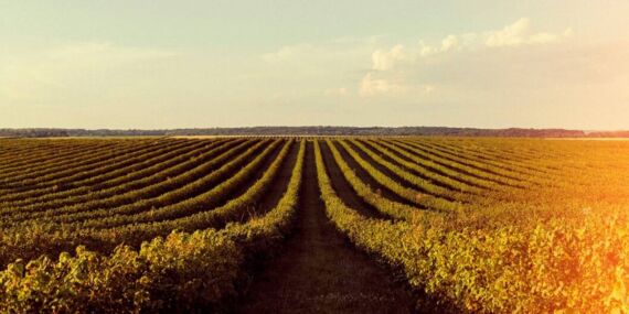 Rüyada tarla görmek ne anlama gelir? Bereket mi, emek mi?