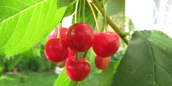 Vişnenin faydaları nelerdir? Vişne tüketmenin avantajları ve etkileri