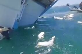 Aden Körfezi'nde facia Koyun taşıyan tekne alabora oldu