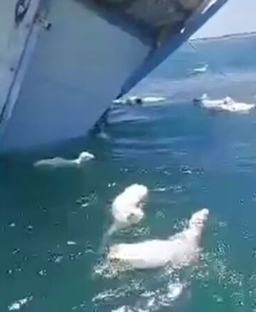 Aden Körfezi'nde facia Koyun taşıyan tekne alabora oldu