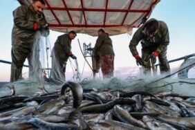 Müsilaj engel oldu Ağlar erken toplandı! 'Balıkçılarımız sezonu kapattı'