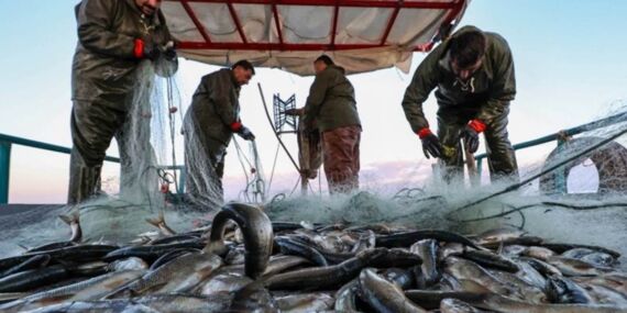 Müsilaj engel oldu: Ağlar erken toplandı! ‘Balıkçılarımız sezonu kapattı’