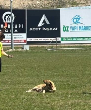 Sahaya giren köpeği önce sevdi sonra kırmızı kart gösterdi!