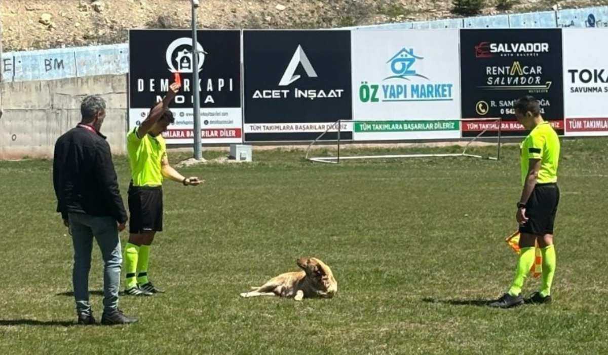 Sahaya giren köpeği önce sevdi sonra kırmızı kart gösterdi!