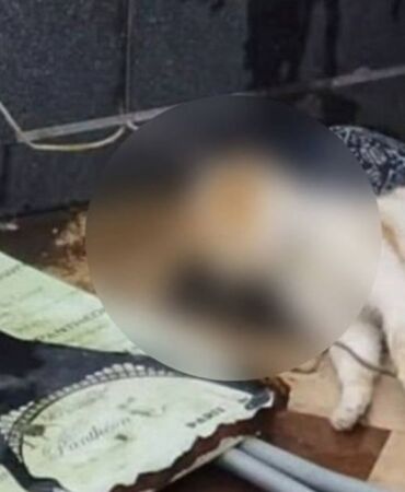 Samsun'da cami avlusunda iple boğulmuş kedi bulundu!