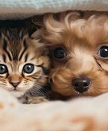kedi ve köpek
